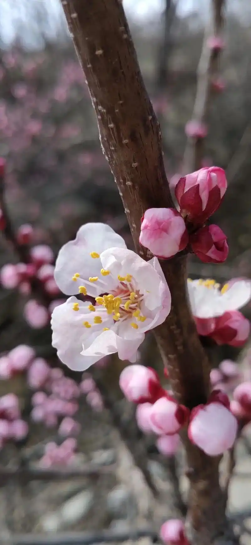 手机原创摄影 #拍出自然美  杏花有二月花神的美誉,更有 - 抖音