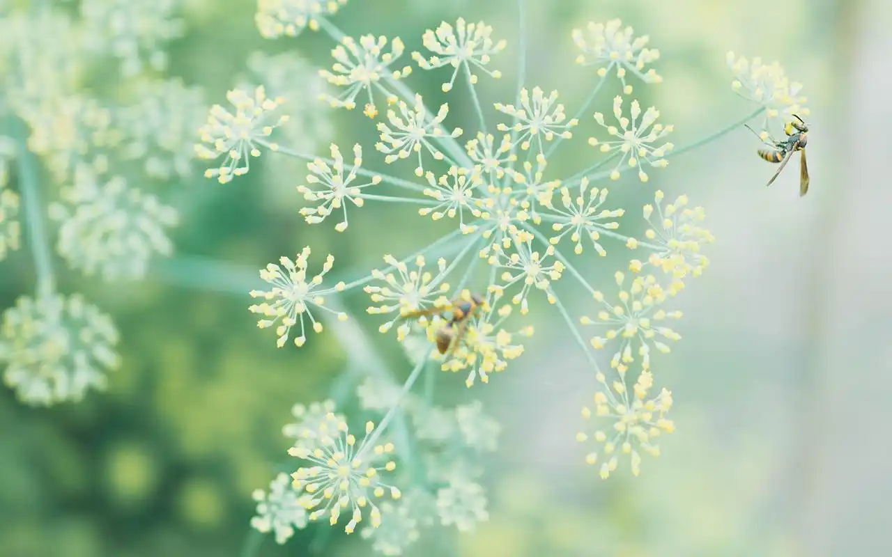 首页 桌面壁纸 植物壁纸 清护眼花卉植物高清电脑壁纸图片