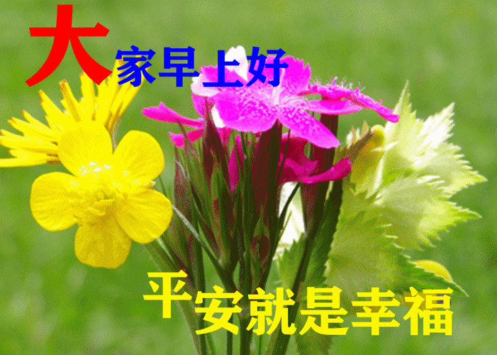 8张最新漂亮早上好问候动态鲜花图片带字创意唯美秋日早上好问候图片