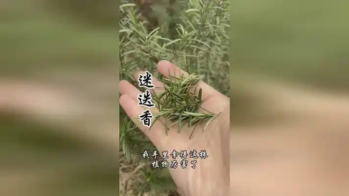 迷迭香,又称海之朝露,你认识这种植物吗?