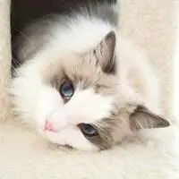 白色小猫咪头像 可爱白色小奶猫头像_微信头像图片大全