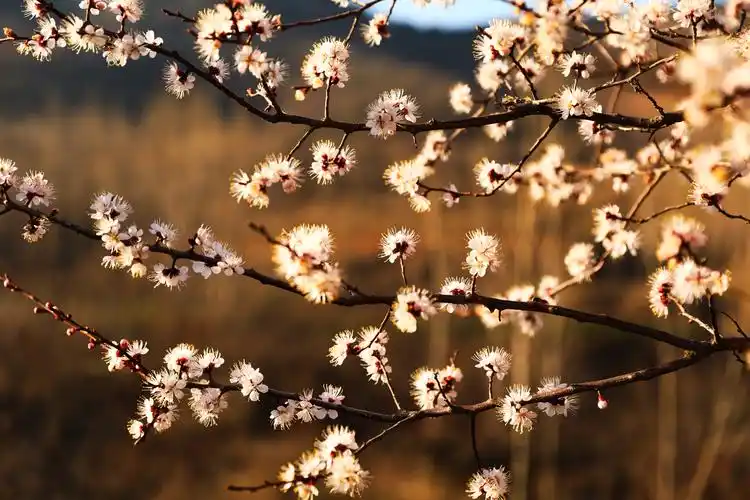 等您,在杏花树下