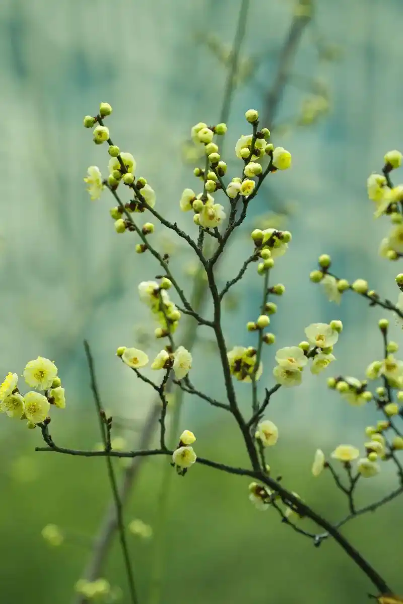 梅花应该是冬末春初花的代表吧,腊梅在寒冬中绽 - 抖音