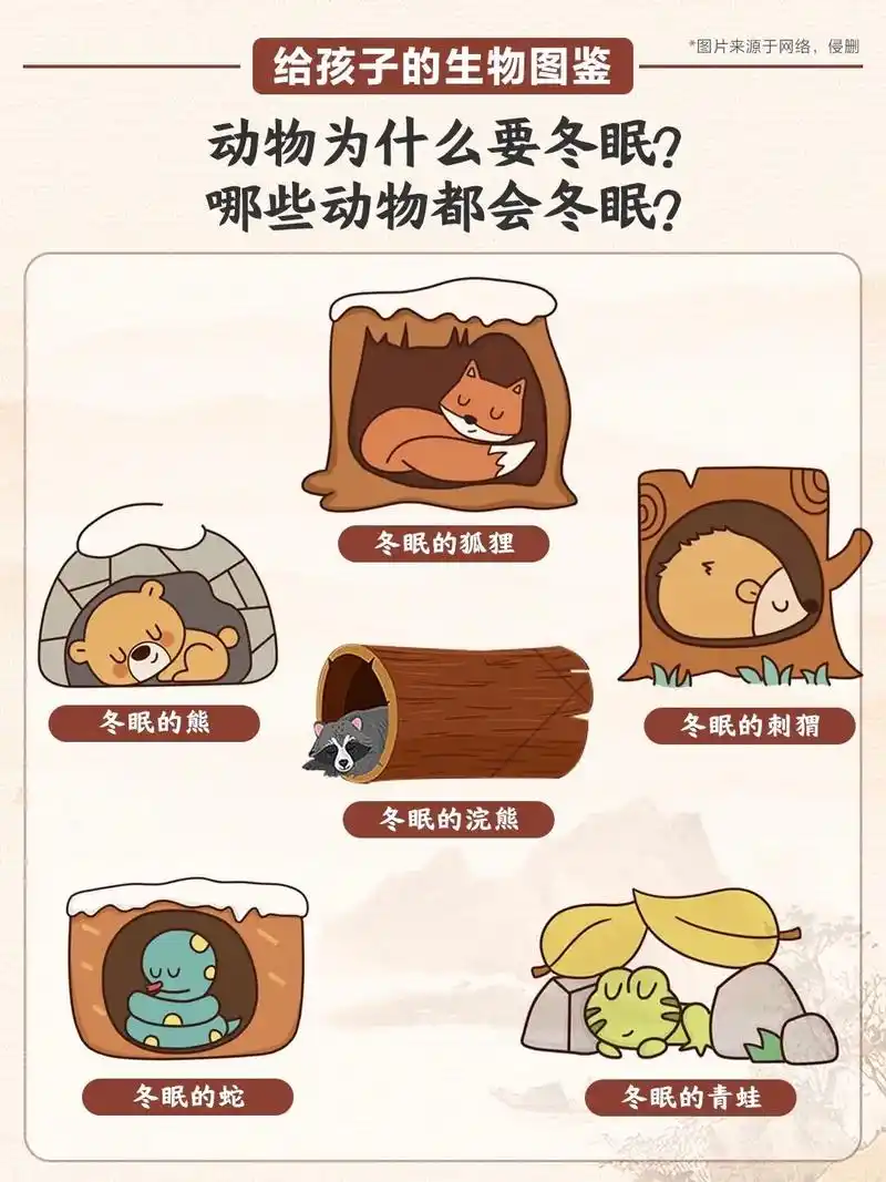 替孩子收藏.【自然科普】给孩子们的冬眠动物图鉴|||亲爱的小 - 抖音