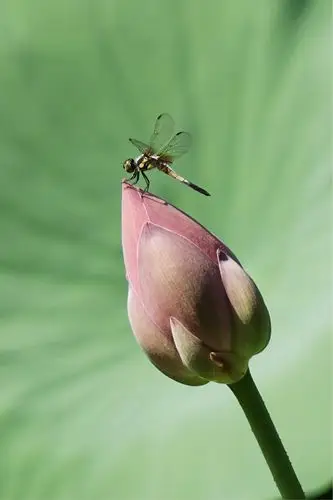 2017——荷花,睡莲,蜻蜓
