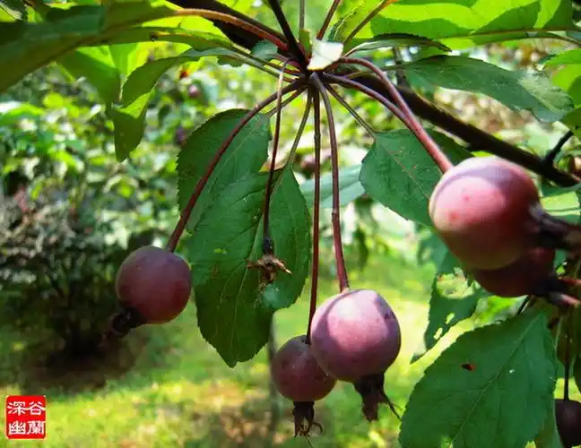 展开全部 这是西府海棠的果实!