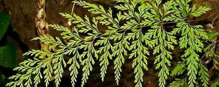 凤尾草别名为金鸡尾