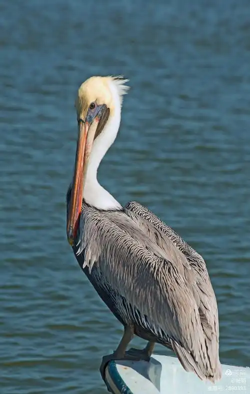褐色鹈鹕的肖像