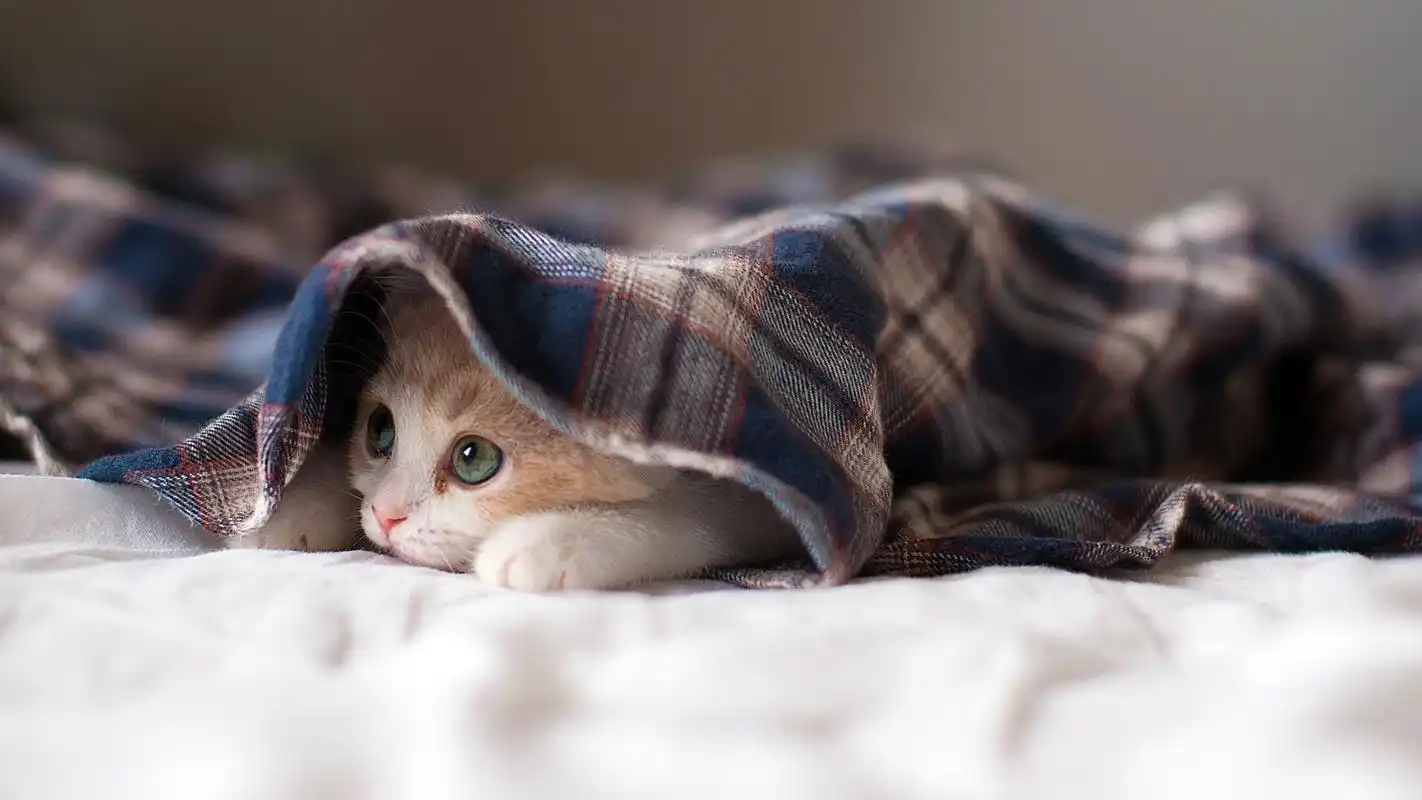 可爱的猫咪高清宽屏桌面壁纸