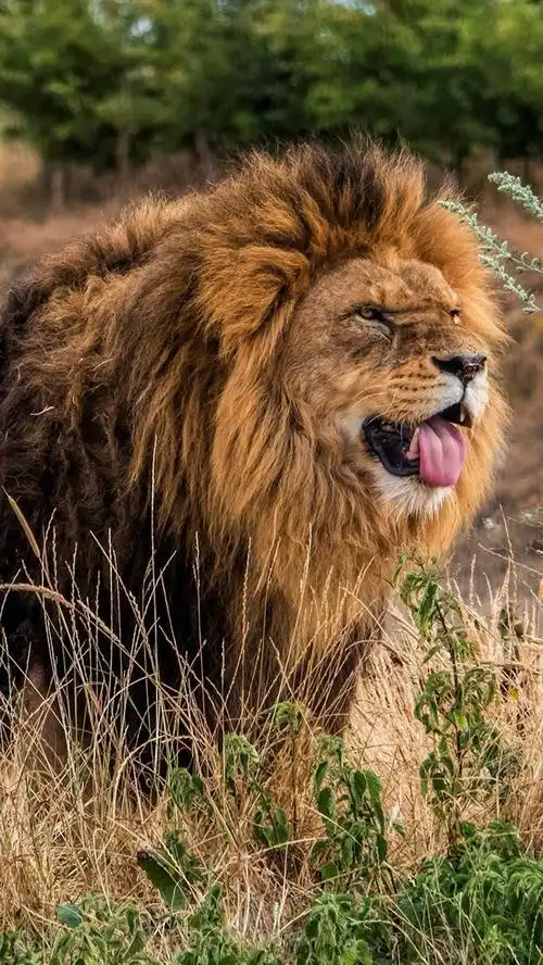 野生动物,狮子,灌木丛