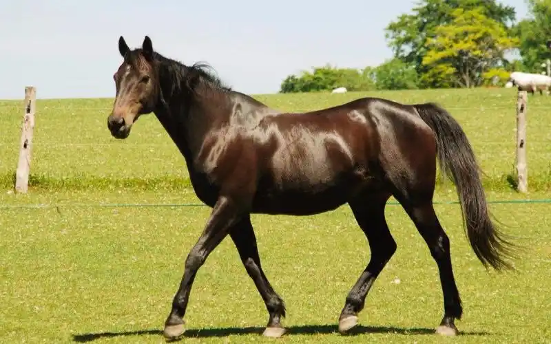 世界上最快的马秒速20米压倒汗血宝马被称为全球最贵马种