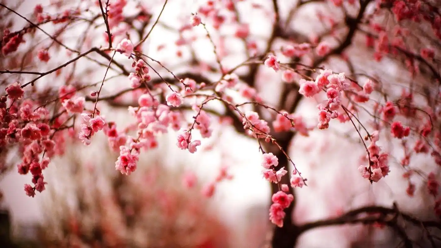 花卉植物高清唯美摄影图片桌面壁纸