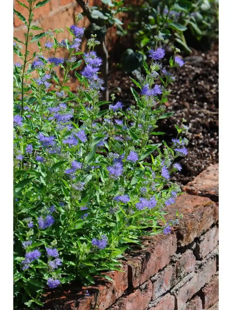 蓝花莸,特别好养的庭院植物 蓝花莸,落叶小灌木,不怕热不怕冷,也不怕