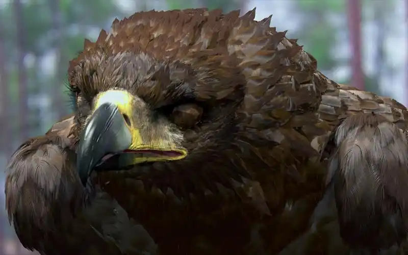 【神雕侠侣】这只大雕竟然精通人语