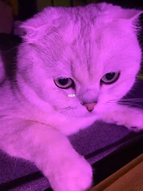 罐罐也满足不了你了#我的萌宠  #吸猫  #猫咪日常  #宠物  #我家宠物