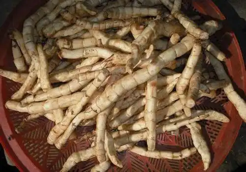 地笋的功效与作用