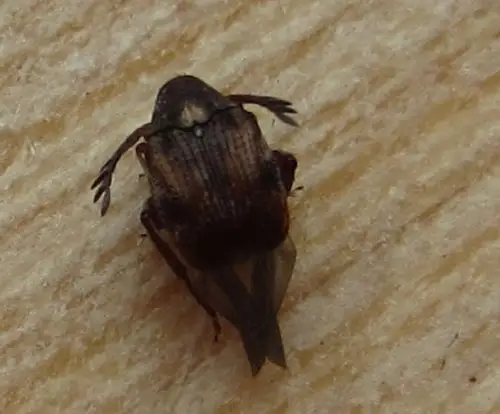 这是什么豆象?全名叫什么?