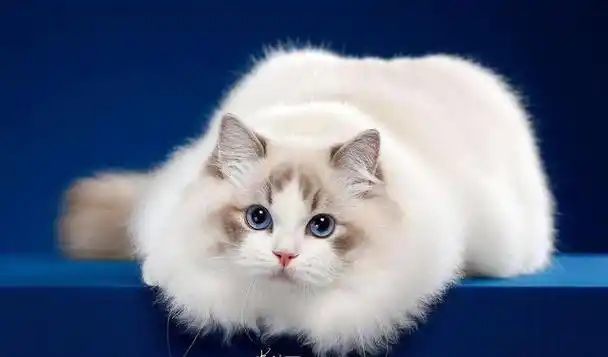 养猫"首选"这6种,不仅漂亮,还便宜,好养