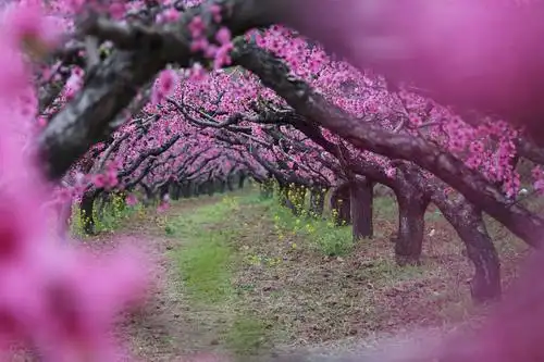 十里桃林 万亩桃花!鄠邑·柳泉·东岭美爆了