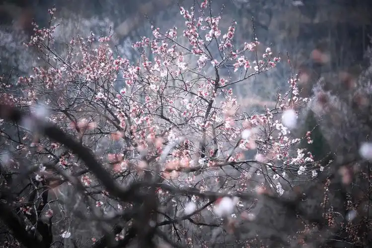 正在盛开的尖山杏花