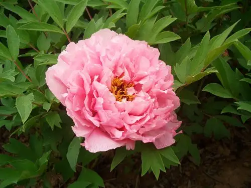 您好!欢迎来到永济市艳装牡丹科技开发有限公司!