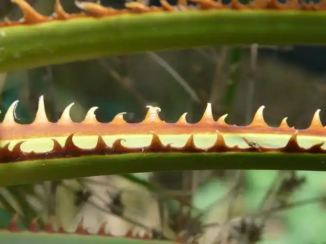 荆棘,粉色,叶,橙色棕色,绿色,washingtonia filifera,智能