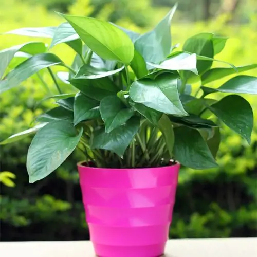 绿萝 绿色盆栽植 办公室内客 观叶植物 花卉盆栽 花卉绿萝盆栽 绿萝