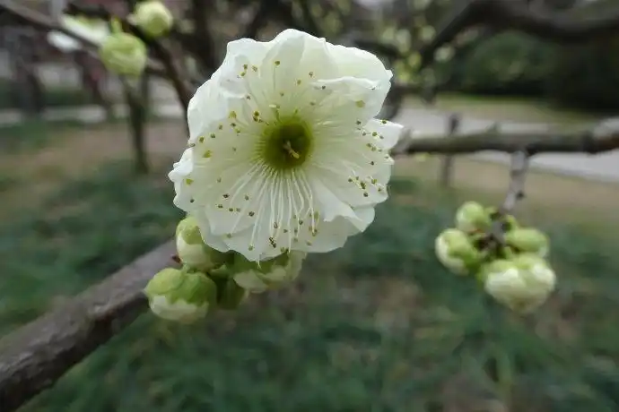 2019梅花28变绿萼梅