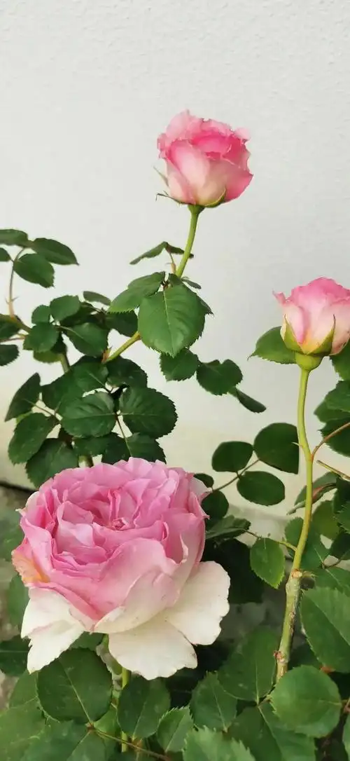 长势旺,抗病强,全身无刺,花朵精致,香味浓郁——罗衣