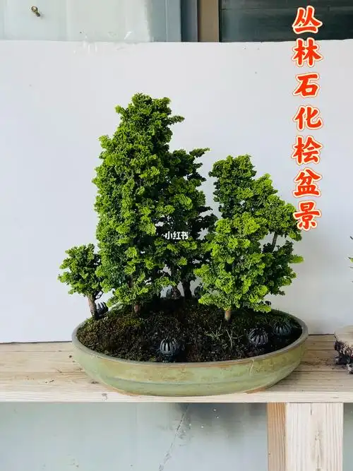 丛林石化桧盆景养护方法