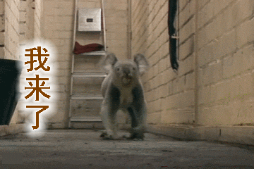 考拉(树袋熊)的搞笑动图表情包