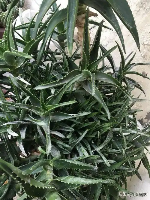 芦荟的种类很多,最好养的只有那么3种,木立芦荟,库拉索芦荟跟中国芦荟