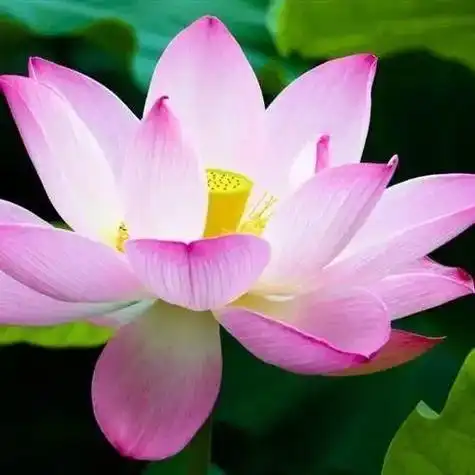 莲花头像图片 微信 微信头像图片大全 -【爱个性】