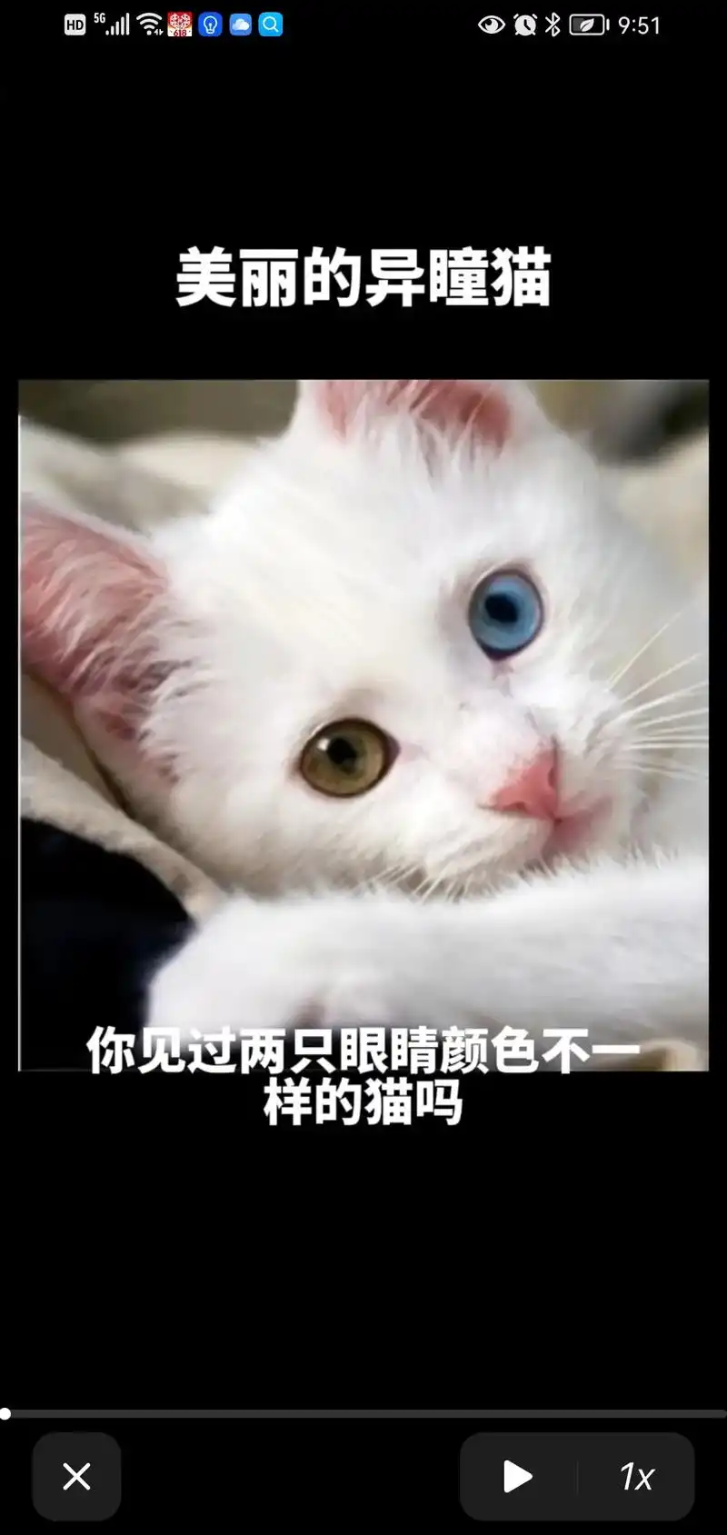 喜欢动物的请看过来,异瞳猫,鸳鸯眼,自家繁殖的波斯猫,一个半 - 抖音
