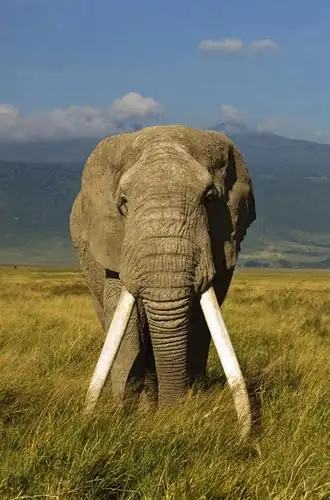 竖图,室外,白天,正面,旅游,度假,草地,草坪,美景,植物,哺乳动物,大象