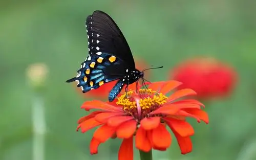 红色的花,花瓣,黑色的翅膀的蝴蝶 壁纸