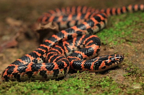 赤链蛇 red-banded snake