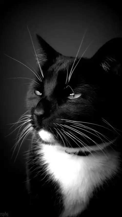 酷炫黑白色调猫咪写真