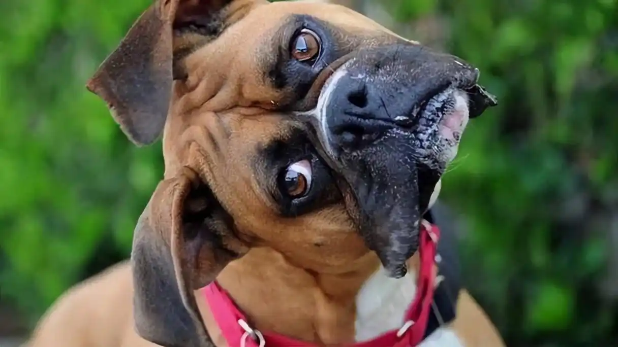 狗狗歪头杀是为了卖萌?那你就错了!