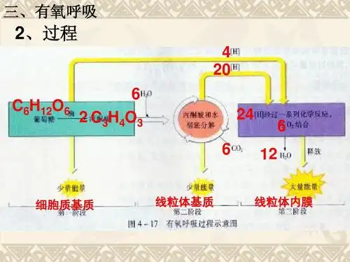 三,有氧呼吸 2,过程 4      c6h12o6   c 3h 4o   6 线粒体基质