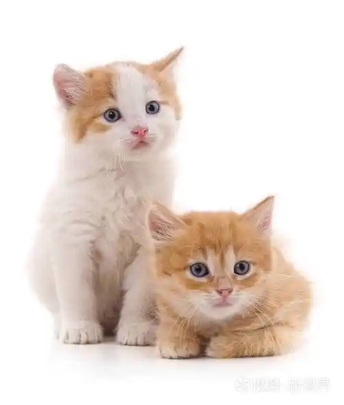 孤立在白色背景上的两个红猫