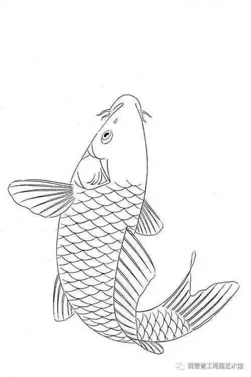 龚雪青工笔《鲤鱼百态》实用白描_组合_造型_象征