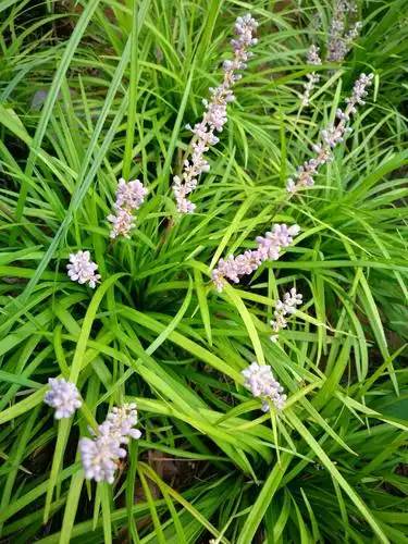 幽幽山麦冬,串串淡紫花