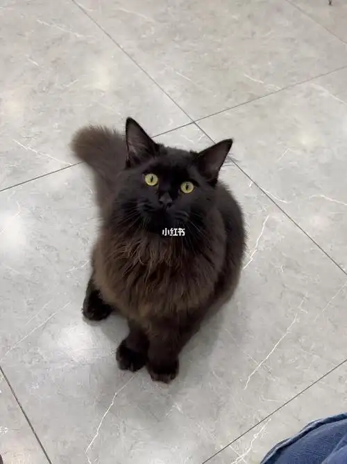 缅因和蓝猫的小串串