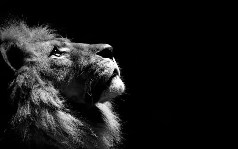 可爱美女,可爱,非洲,猫科,草原,电脑壁纸,壁纸雄伟的狮子