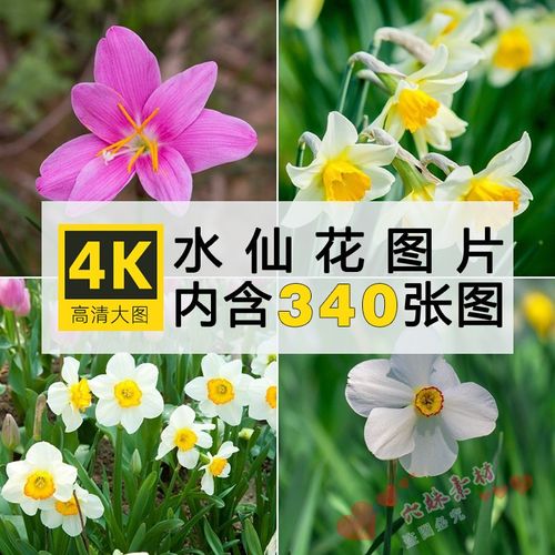 4k高清图库水仙花图片花卉植物花朵摄影特写手机电脑壁纸素材合集