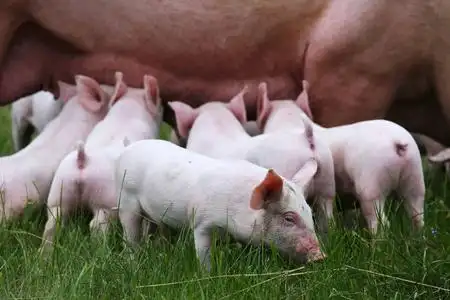 吃奶吃奶素材图片