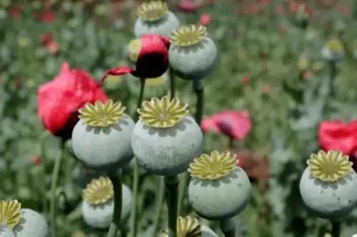 鸦片罂粟就是一种毒品原生植物,可用来提炼,加工成鸦片,海洛因,吗啡等