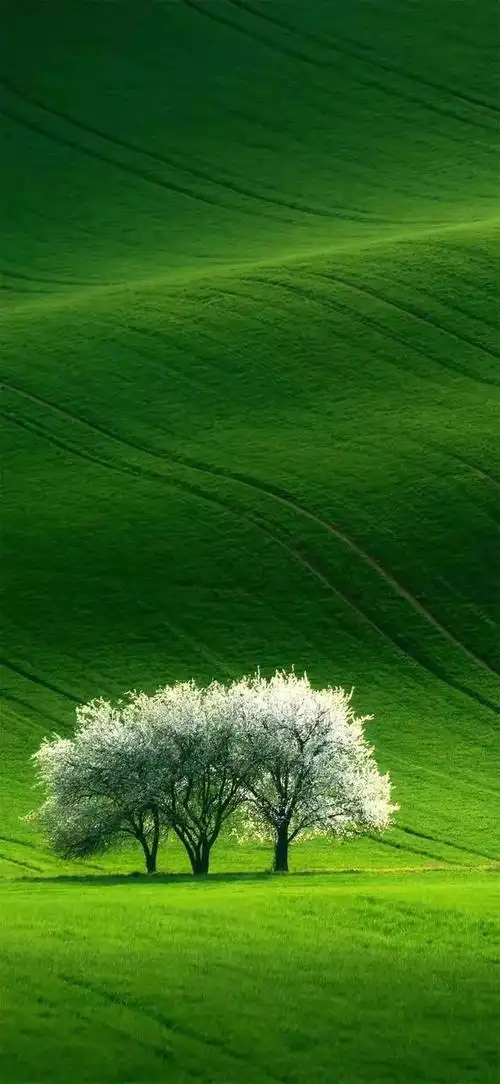 绿色养眼高清壁纸