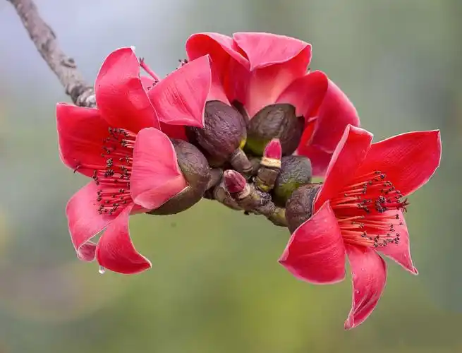 其它 木棉树开英雄花 写美篇  木棉花树高大挺拔,约有7～8层楼高.